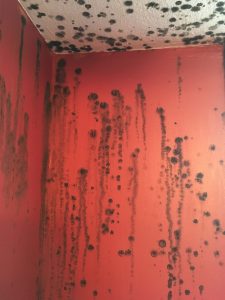 mold in building on wall