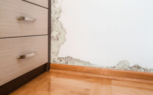 The Top Warning Signs of Mold in Your Building