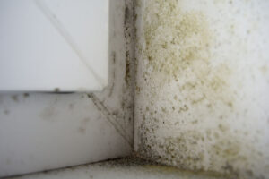 Mold around the plastic window due to high moisture