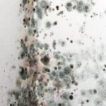 Mold on a wall