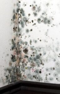 Mold on a wall