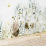 Mold and fungus on wall. Problem of ventilation, dampness, cold indoors in home.