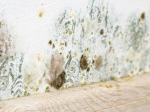 Mold and fungus on wall. Problem of ventilation, dampness, cold indoors in home.