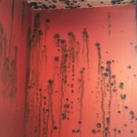 mold in building on wall
